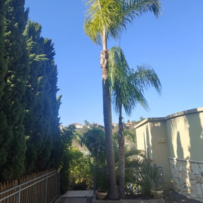 עצים ודקלים בחצר, ללא אנשים או טקסט.