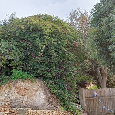 שיחים ועצים ליד גדר אבן ועץ