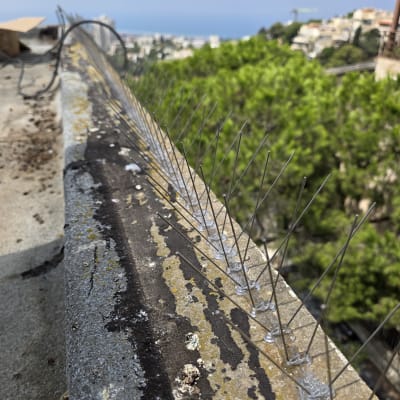 דוקרנים על גג למניעת יונים