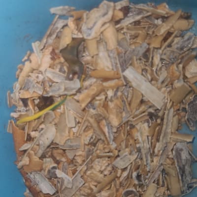 שבבי עץ בתוך דלי כחול