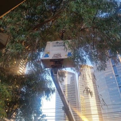 עבודה בגיזום עצים עם מנוף ליד בניינים גבוהים