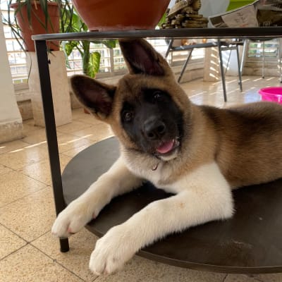 כלב שוכב על שולחן במרפסת עם עציצים