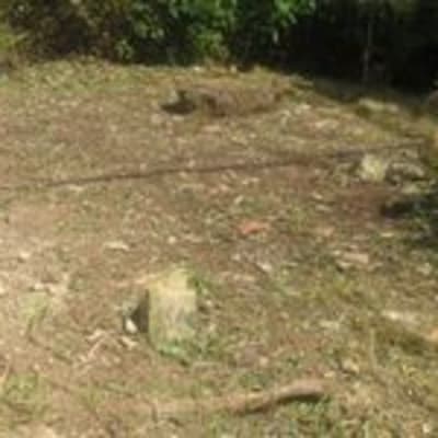 שטח אדמה עם צינור מים ועשבים