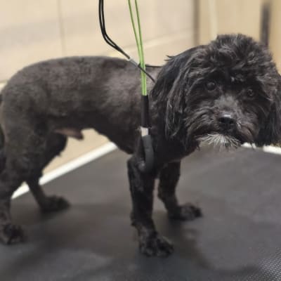 כלב שחור על שולחן טיפוח עם רצועה ירוקה