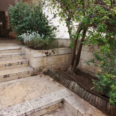 עצים ושיחים בגינה ליד מדרגות אבן