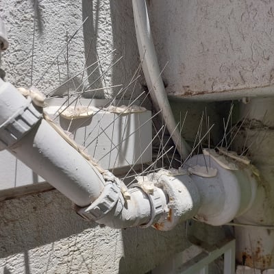 דוקרנים על צינורות למניעת נחיתת יונים