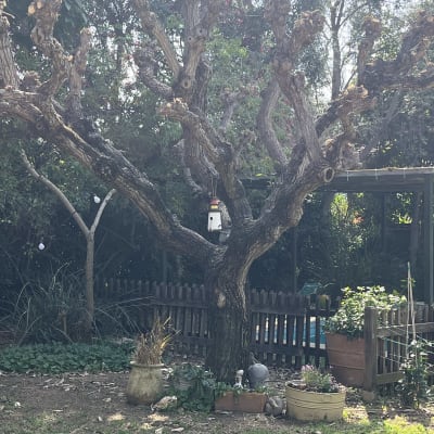 עץ גזום עם ענפים קצוצים בגינה