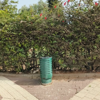 שיחים ירוקים עם פרחים אדומים ליד מדרכה