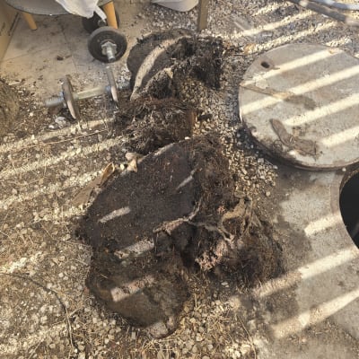 חלקי שורשים וביוב ליד מכסה ביוב פתוח