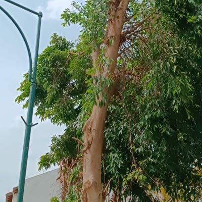 עץ גזום עם ענפים חתוכים וענפים ירוקים