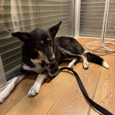 כלב שוכב על רצפת עץ עם רצועה