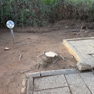 גדם עץ לאחר גיזום ליד שביל מרוצף