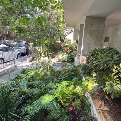 גינה מטופחת בכניסה לבניין מגורים עם צמחייה עשירה וצינורות השקיה