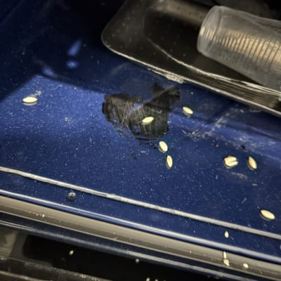 גרעינים על משטח כהה עם לכלוך קל