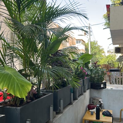 אדניות גדולות במרפסת עם צמחייה עשירה ומערכת השקיה