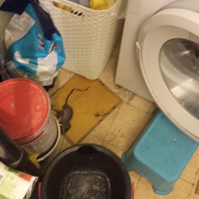 מלכודת עכברים עם עכבר לכוד על הרצפה