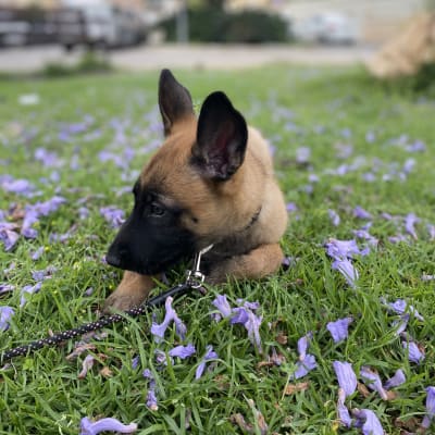 גור כלבים עם רצועה על דשא עם פרחים סגולים