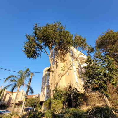 עץ גזום עם ענפים כרותים על הקרקע