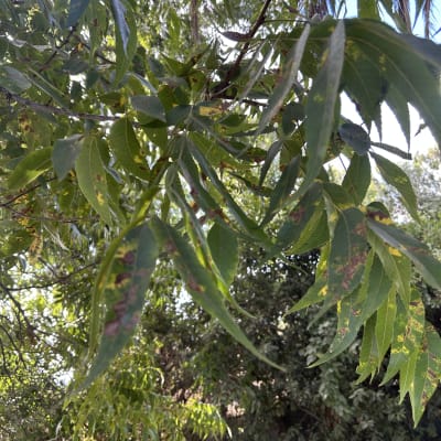 ענפים ועלים של עץ, מתאים לגיזום