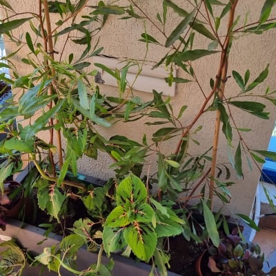 עציצים עם צמחים ירוקים ופרחים על אדן חלון