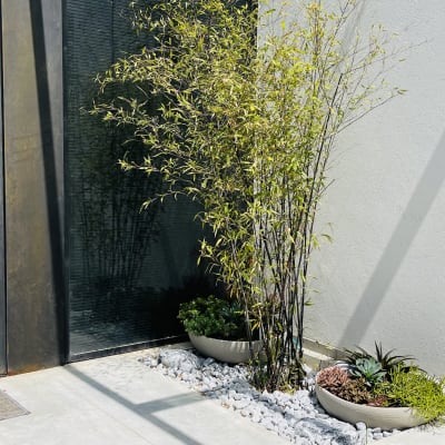 עציצים עם צמחים ואבנים בגינה קטנה