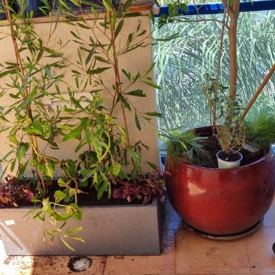 עציצים עם צמחים ירוקים במרפסת מוארת בשמש