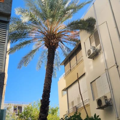 עץ דקל גבוה בין בניינים