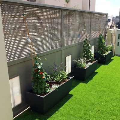 עציצים עם צמחים מטפסים על דשא סינתטי