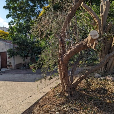 עץ גזום עם ענפים חתוכים בגינה