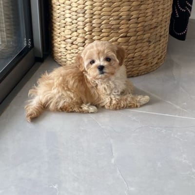 גור כלבים שוכב על רצפה ליד סל קלוע