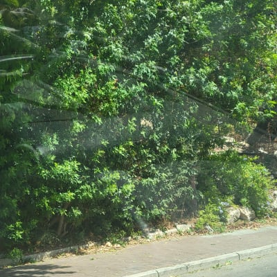 שיחים ירוקים לצד מדרכה