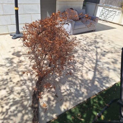 עץ יבש מונח על דשא מלאכותי