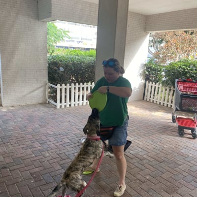 אישה מאמנת כלב עם רצועה וצלחת ירוקה