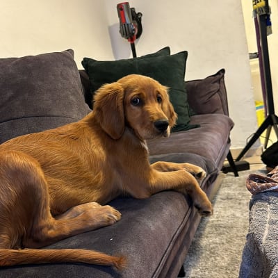 כלב שוכב על ספה בחדר מגורים