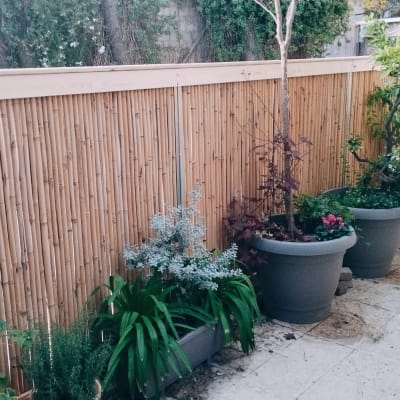 עציצים עם צמחים ליד גדר במבוק בגינה