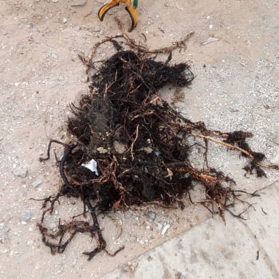 מלקחיים אוחזים שורשים על אדמה חולית