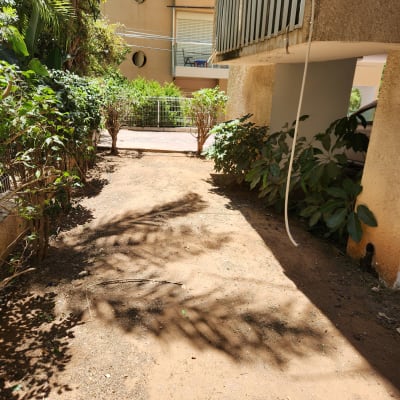 שיחים ירוקים לאורך שביל עפר בגינה