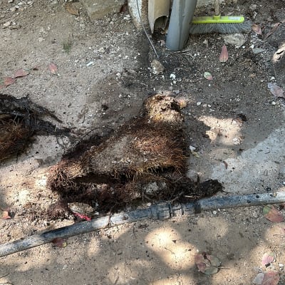 שורשים חשופים ליד צינור ביוב אפור בחוץ