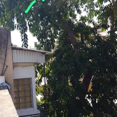 עץ עם ענפים מסומנים לגיזום