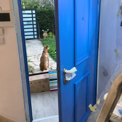 דלת כחולה פתוחה עם כלב בחוץ