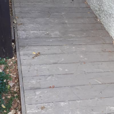 שביל עץ עם עלים יבשים בצדדים