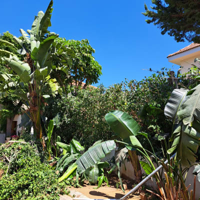 גיזום עצים עם עלים גדולים וענפים חתוכים