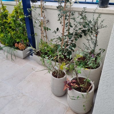 עציצים עם צמחים שונים על מרפסת