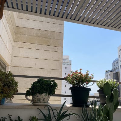 עציצים על מרפסת עם בניינים ברקע