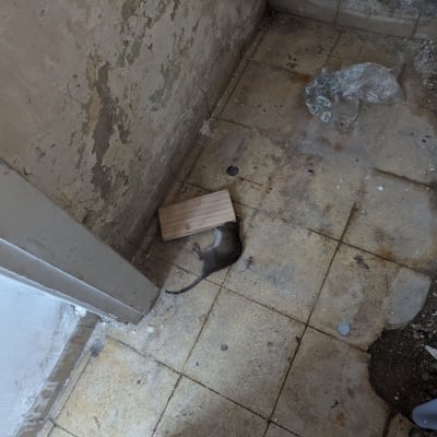 עכבר מת על רצפה ליד לוח עץ קטן