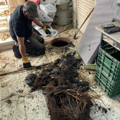 אדם עובד על פתיחת סתימה עם שורשים