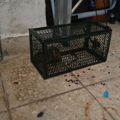 מלכודת עכברים על רצפה עם עכבר בפנים