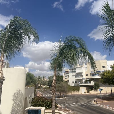 עצים גזומים עם ענפים קצוצים