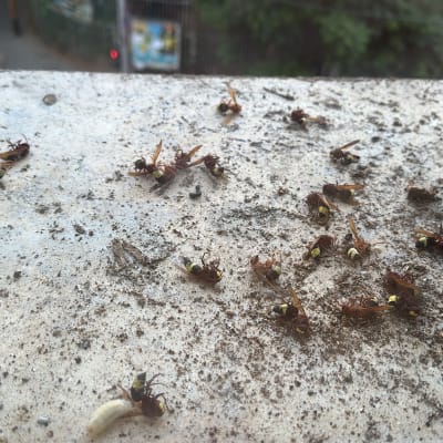 צרעות מתות על אדן חלון, רלוונטי להדברה