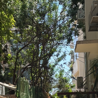 עצים גבוהים ליד בניין, ללא אנשים או כלים נראים